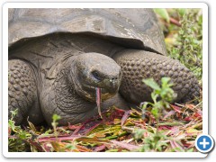 Galapagos kæmpeskildpadde
