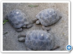 Galapagos skildpadder
