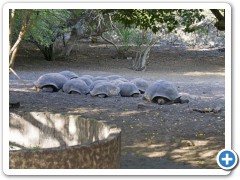 Galapagos skildpadder
