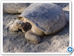 Galapagos kæmpeskildpadde
