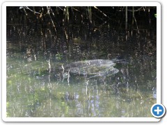 Galapagos havskildpadde
