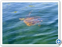 Galapagos havskildpadde
