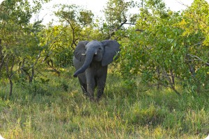 Elefant
