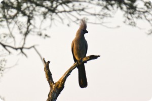 Go-Away bird