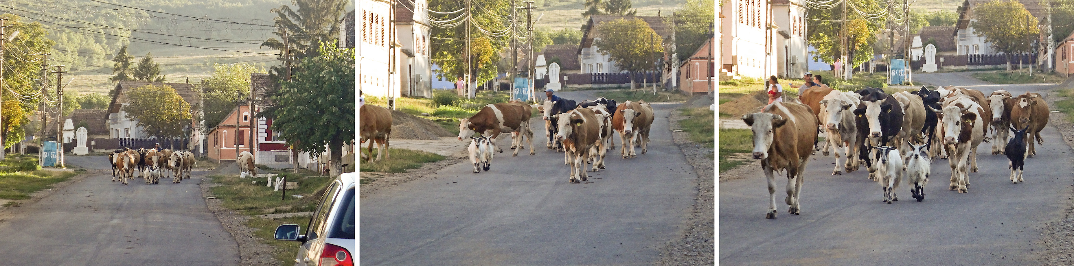 Herdsman and his herd are returning home
