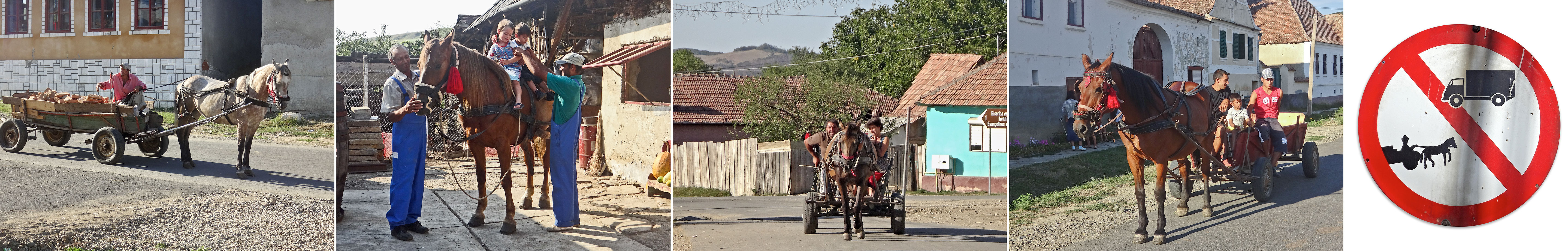 horses+